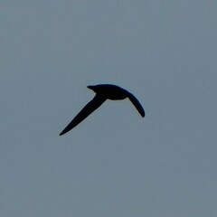 Chaetura pelagica