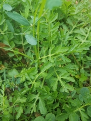 Rorippa sylvestris