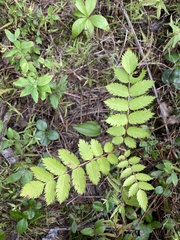 Sorbus americana