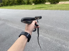 Coluber constrictor