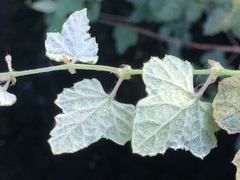 Vitis ficifolia