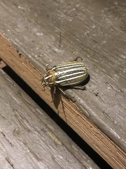 Polyphylla decemlineata