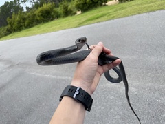 Coluber constrictor