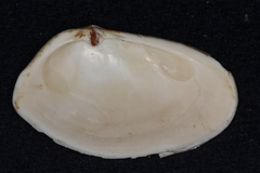 Paphies ventricosa