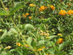Junonia grisea