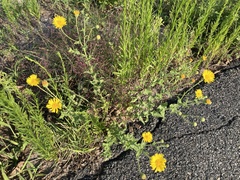 Heterotheca subaxillaris