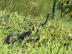Coluber constrictor