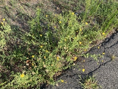 Heterotheca subaxillaris