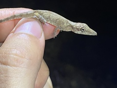 Anolis occultus