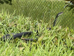 Coluber constrictor