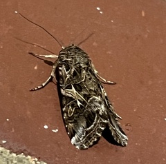 Spodoptera ornithogalli