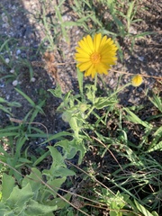 Heterotheca subaxillaris