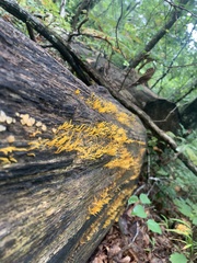 Calocera cornea