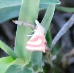 Microtheoris vibicalis