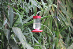 Anthracothorax nigricollis