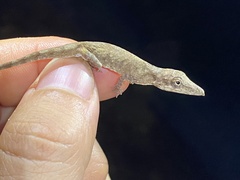 Anolis occultus
