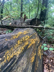 Calocera cornea