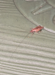 Eunemobius carolinus