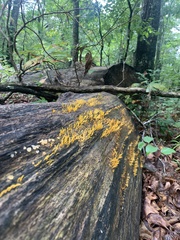 Calocera cornea