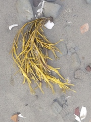 Ascophyllum nodosum