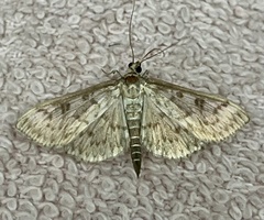 Herpetogramma