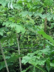 Dryocopus lineatus