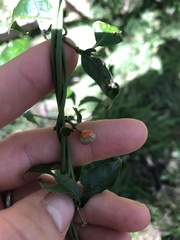 Gynochthodes jasminoides