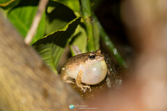 Pristimantis unistrigatus