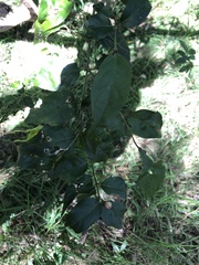 Gynochthodes jasminoides