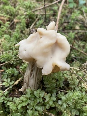 Helvella