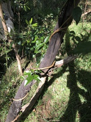 Gynochthodes jasminoides