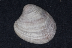 Austrovenus stutchburyi