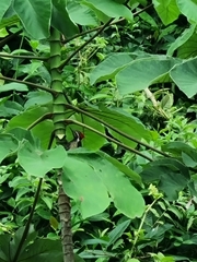 Dryocopus lineatus