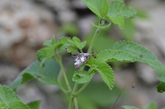 Chiomara georgina georgina