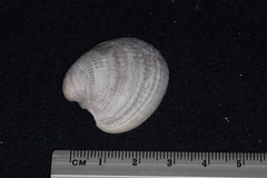 Austrovenus stutchburyi