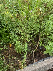 Hypericum perforatum