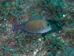 Acanthurus nigrofuscus