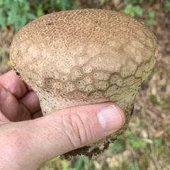 Calvatia cyathiformis