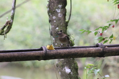 Turdus ignobilis
