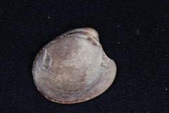Austrovenus stutchburyi