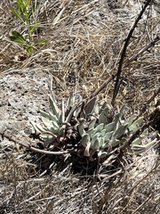 Dudleya