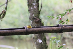 Turdus ignobilis