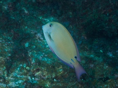 Acanthurus nigrofuscus