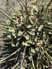 Eriogonum grande