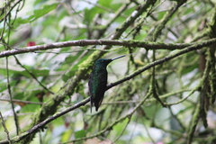 Heliodoxa imperatrix