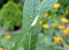 Graphocephala coccinea