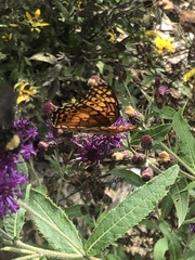 Euptoieta claudia