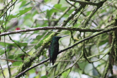 Heliodoxa imperatrix