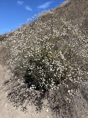 Eriogonum grande