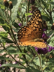 Euptoieta claudia